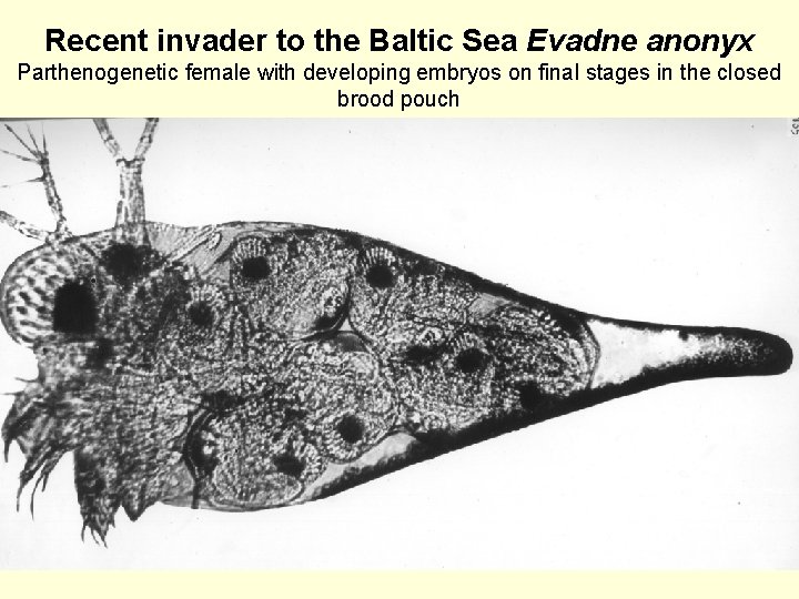 Recent invader to the Baltic Sea Evadne anonyx Parthenogenetic female with developing embryos on