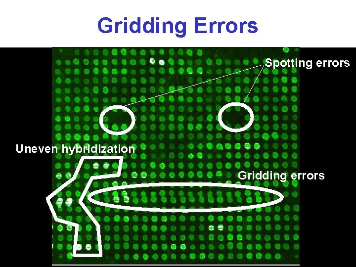 Gridding Errors Spotting errors Uneven hybridization Gridding errors 