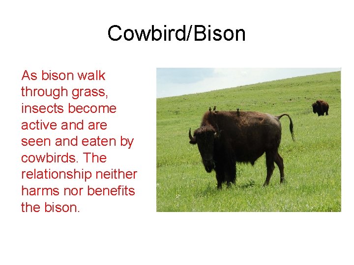 Cowbird/Bison As bison walk through grass, insects become active and are seen and eaten
