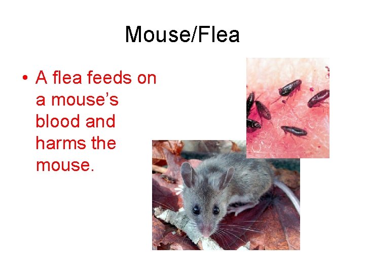 Mouse/Flea • A flea feeds on a mouse’s blood and harms the mouse. 