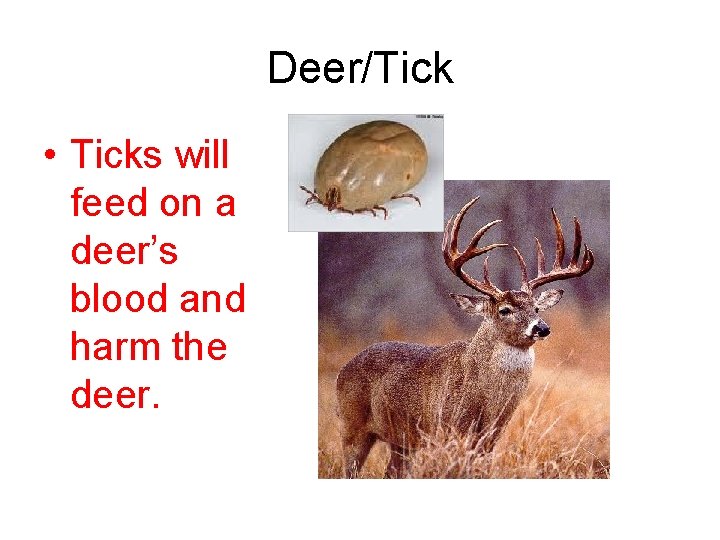 Deer/Tick • Ticks will feed on a deer’s blood and harm the deer. 