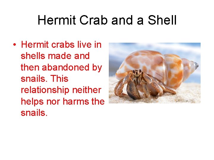 Hermit Crab and a Shell • Hermit crabs live in shells made and then