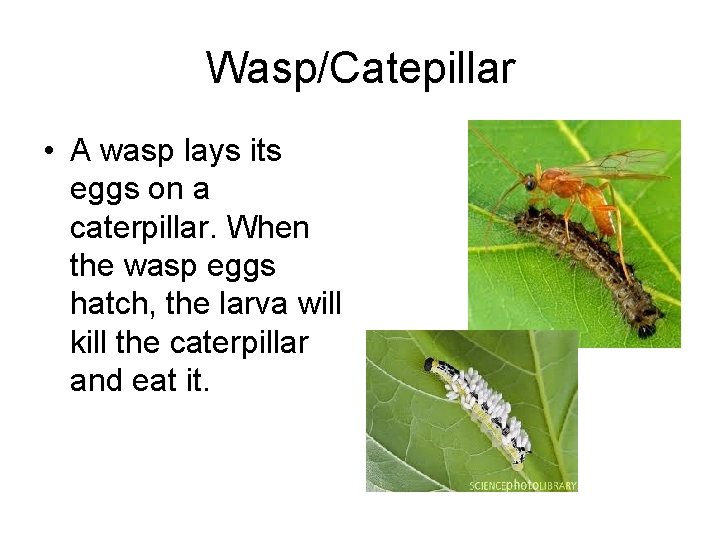Wasp/Catepillar • A wasp lays its eggs on a caterpillar. When the wasp eggs