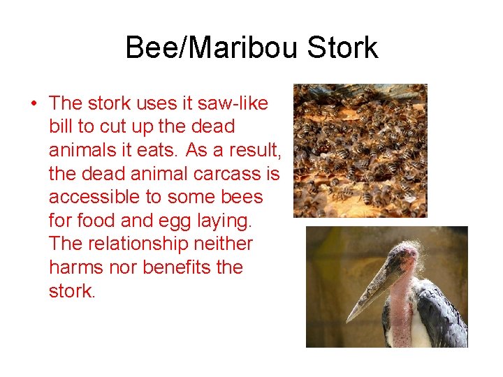 Bee/Maribou Stork • The stork uses it saw-like bill to cut up the dead