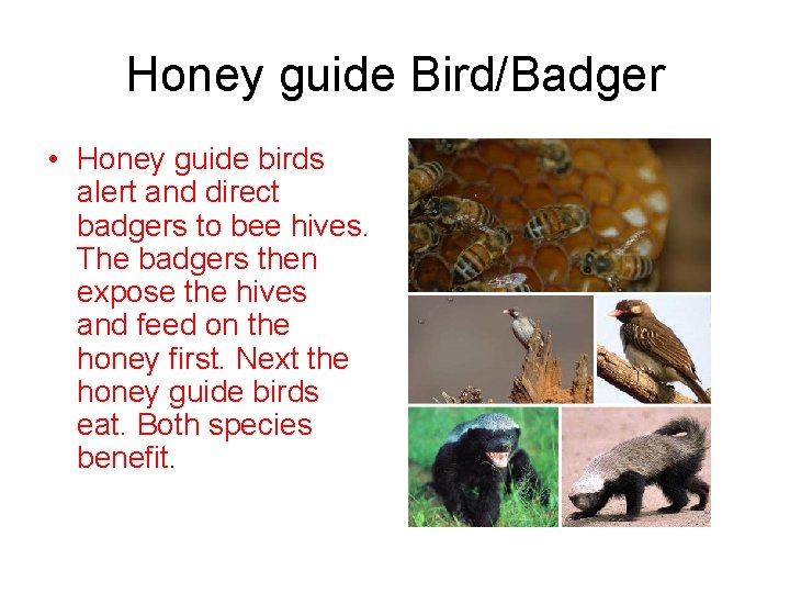 Honey guide Bird/Badger • Honey guide birds alert and direct badgers to bee hives.