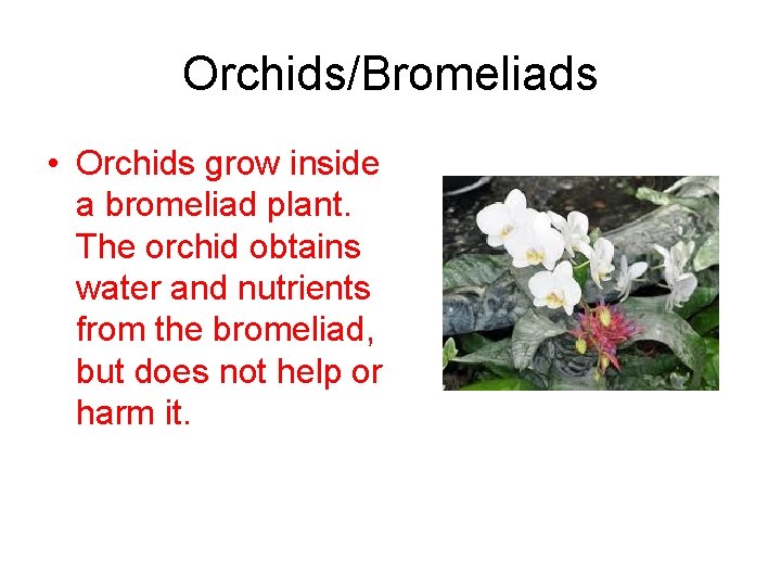 Orchids/Bromeliads • Orchids grow inside a bromeliad plant. The orchid obtains water and nutrients