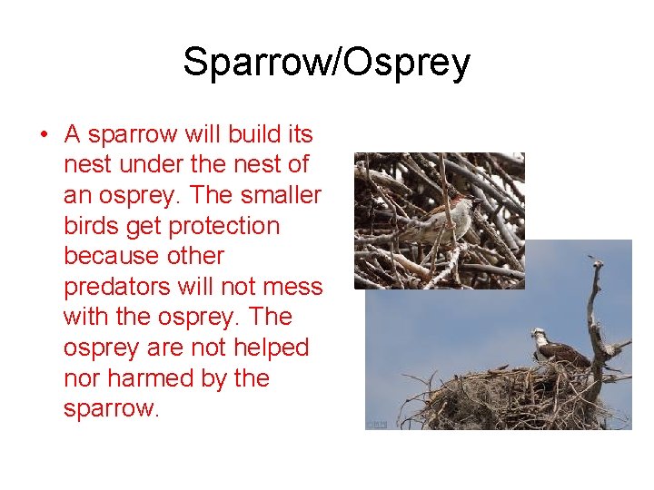 Sparrow/Osprey • A sparrow will build its nest under the nest of an osprey.