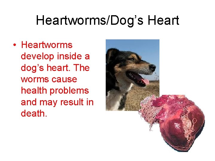 Heartworms/Dog’s Heart • Heartworms develop inside a dog’s heart. The worms cause health problems