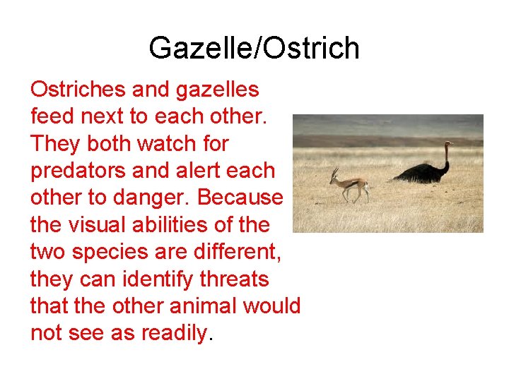 Gazelle/Ostriches and gazelles feed next to each other. They both watch for predators and