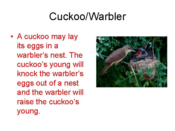 Cuckoo/Warbler • A cuckoo may lay its eggs in a warbler’s nest. The cuckoo’s