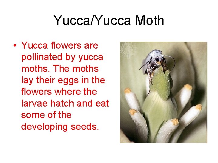 Yucca/Yucca Moth • Yucca flowers are pollinated by yucca moths. The moths lay their