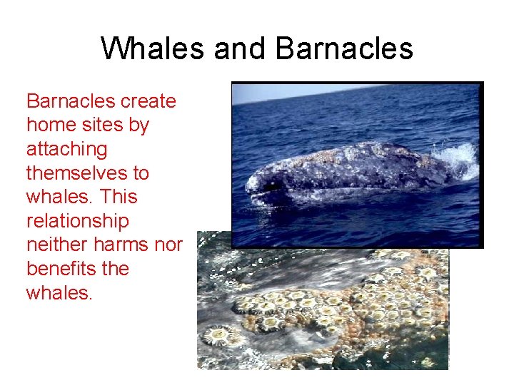 Whales and Barnacles create home sites by attaching themselves to whales. This relationship neither