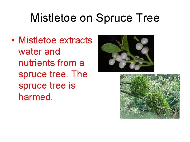 Mistletoe on Spruce Tree • Mistletoe extracts water and nutrients from a spruce tree.