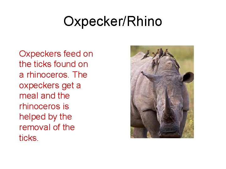 Oxpecker/Rhino Oxpeckers feed on the ticks found on a rhinoceros. The oxpeckers get a