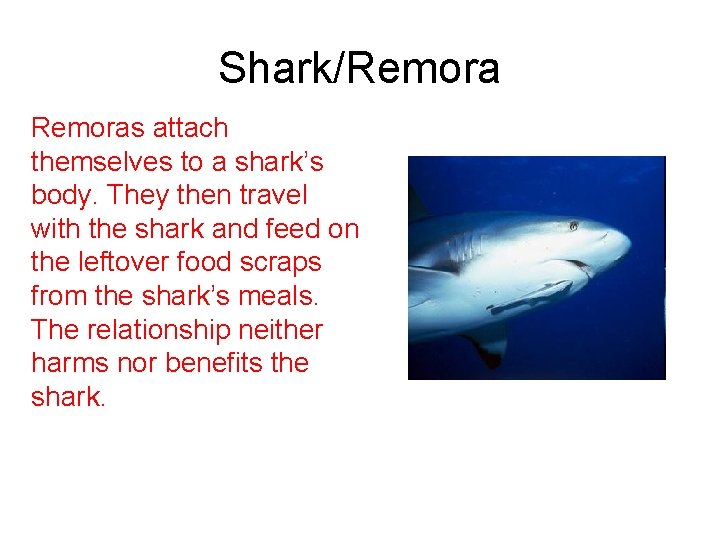 Shark/Remoras attach themselves to a shark’s body. They then travel with the shark and