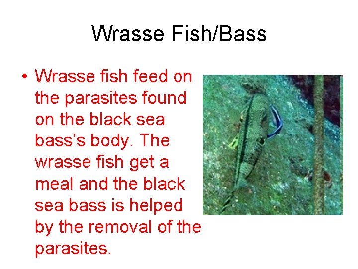 Wrasse Fish/Bass • Wrasse fish feed on the parasites found on the black sea