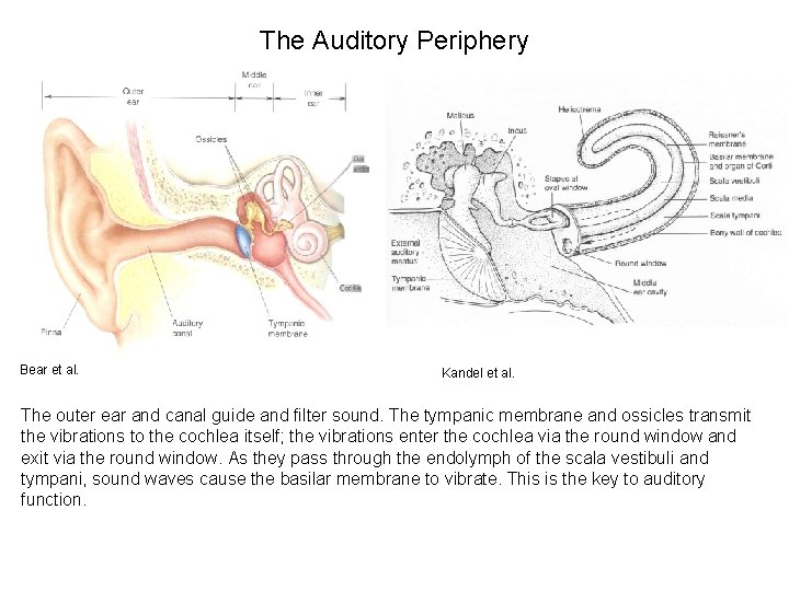 The Auditory Periphery Bear et al. Kandel et al. The outer ear and canal