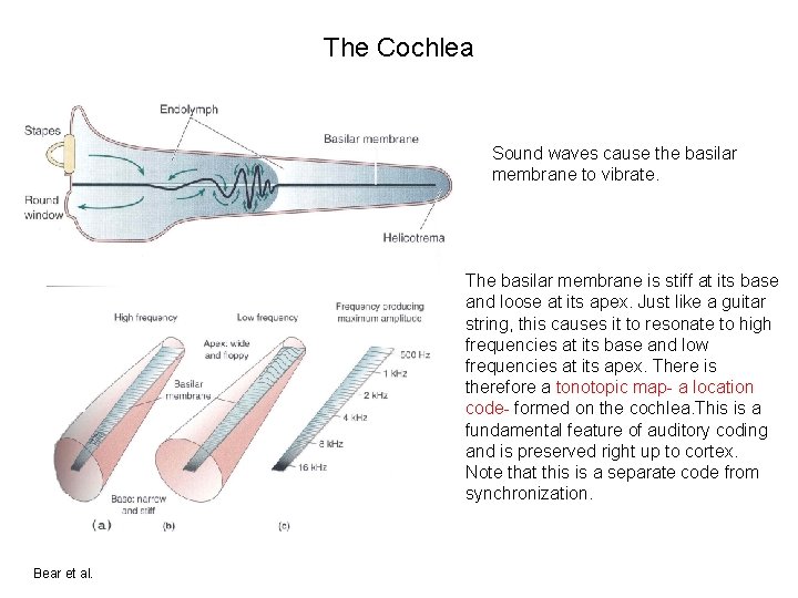The Cochlea Sound waves cause the basilar membrane to vibrate. The basilar membrane is