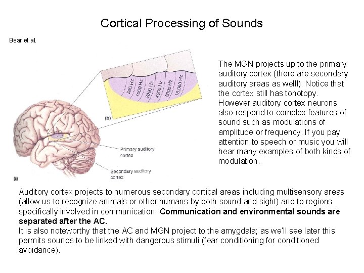 Cortical Processing of Sounds Bear et al. The MGN projects up to the primary