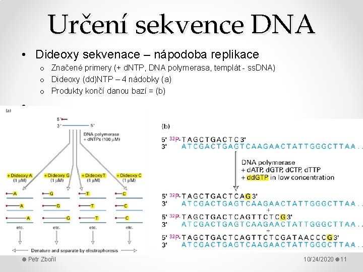 Určení sekvence DNA • Dideoxy sekvenace – nápodoba replikace o Značené primery (+ d.