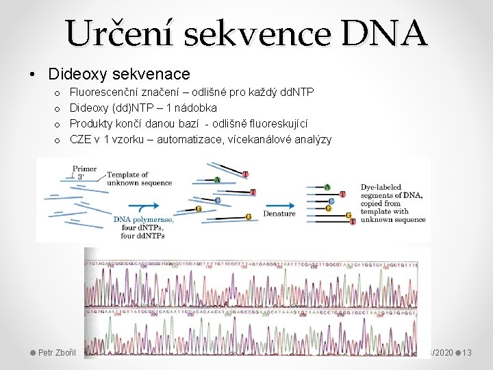 Určení sekvence DNA • Dideoxy sekvenace o o Fluorescenční značení – odlišné pro každý