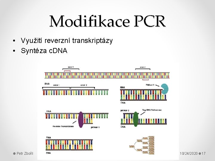 Modifikace PCR • Využití reverzní transkriptázy • Syntéza c. DNA Petr Zbořil 10/24/2020 17