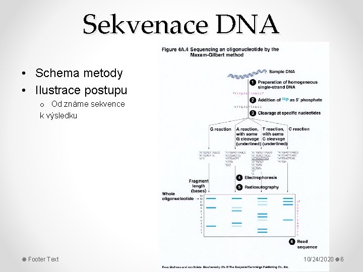 Sekvenace DNA • Schema metody • Ilustrace postupu o Od známe sekvence k výsledku