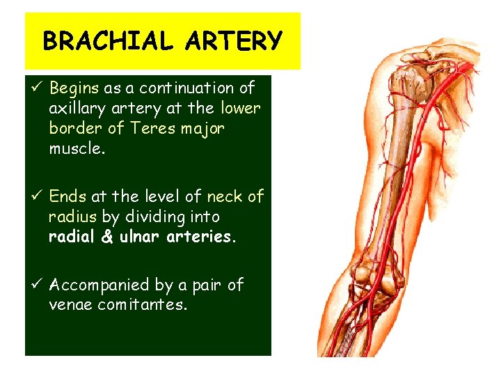 BRACHIAL ARTERY ü Begins as a continuation of axillary artery at the lower border