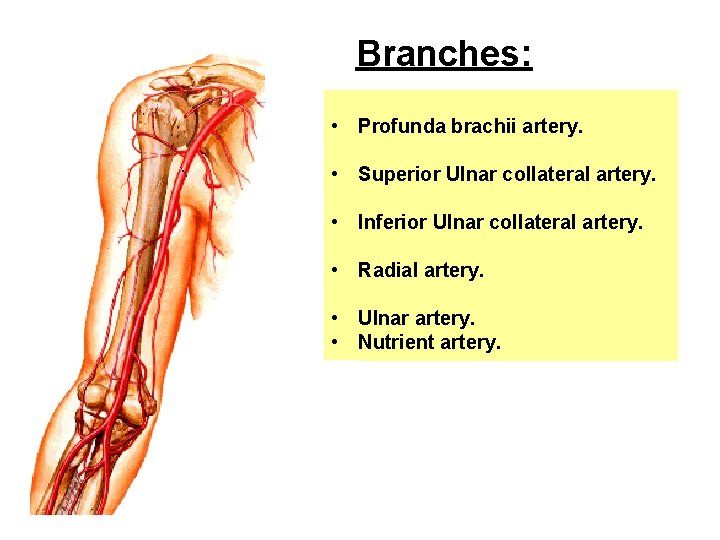 Branches: • Profunda brachii artery. • Superior Ulnar collateral artery. • Inferior Ulnar collateral