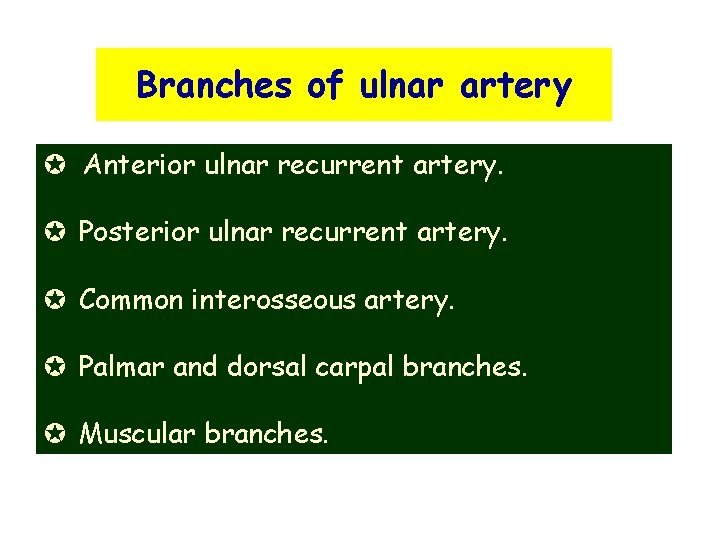 Branches of ulnar artery µ Anterior ulnar recurrent artery. µ Posterior ulnar recurrent artery.