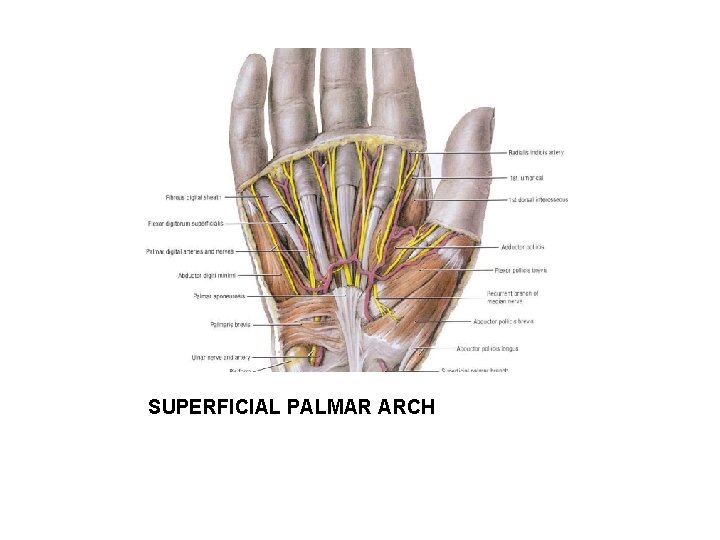 SUPERFICIAL PALMAR ARCH 