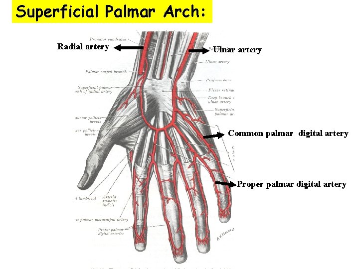 Superficial Palmar Arch: Radial artery Ulnar artery Common palmar digital artery Proper palmar digital