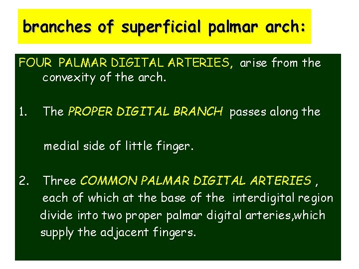 branches of superficial palmar arch: FOUR PALMAR DIGITAL ARTERIES, arise from the convexity of