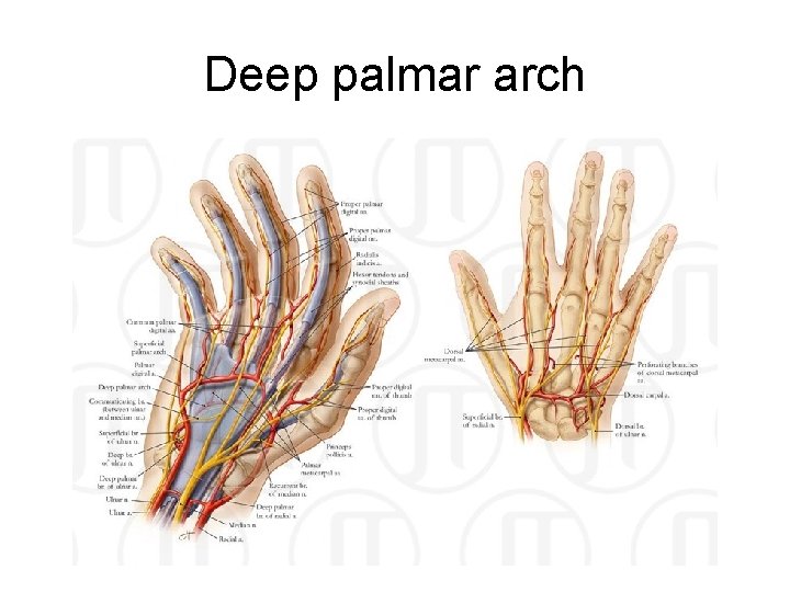 Deep palmar arch 