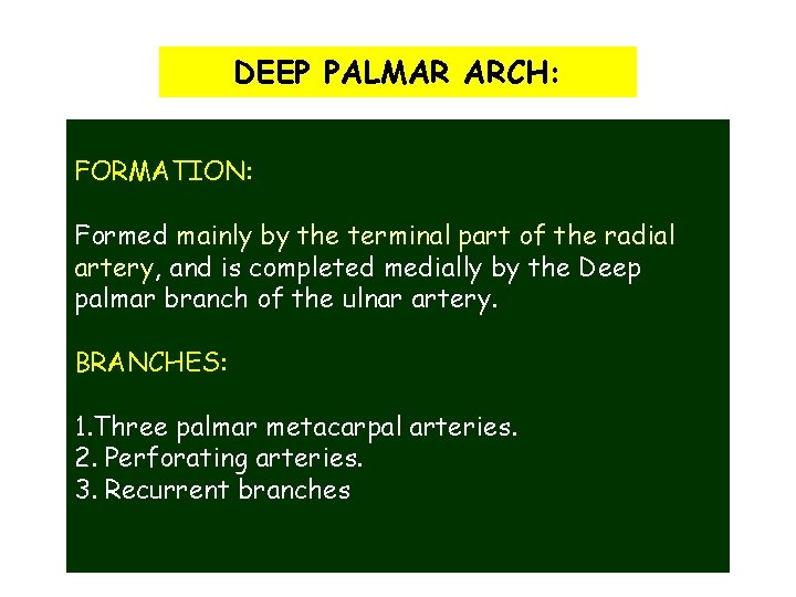 DEEP PALMAR ARCH: FORMATION: Formed mainly by the terminal part of the radial artery,