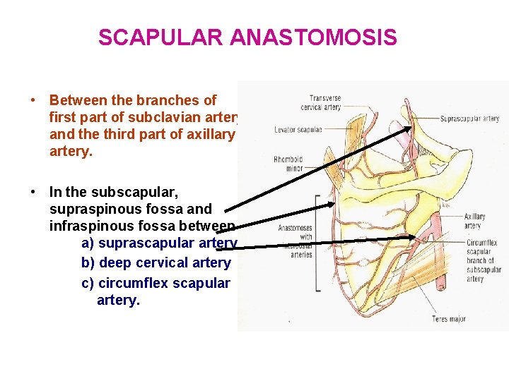 SCAPULAR ANASTOMOSIS • Between the branches of first part of subclavian artery and the