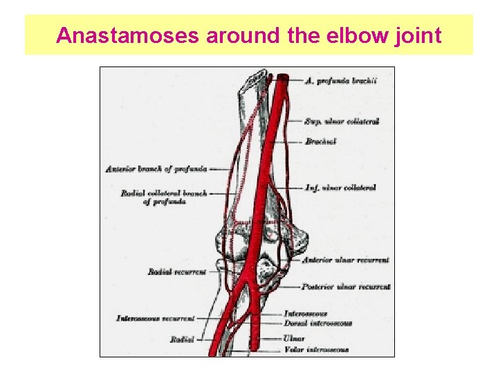 Anastamoses around the elbow joint 