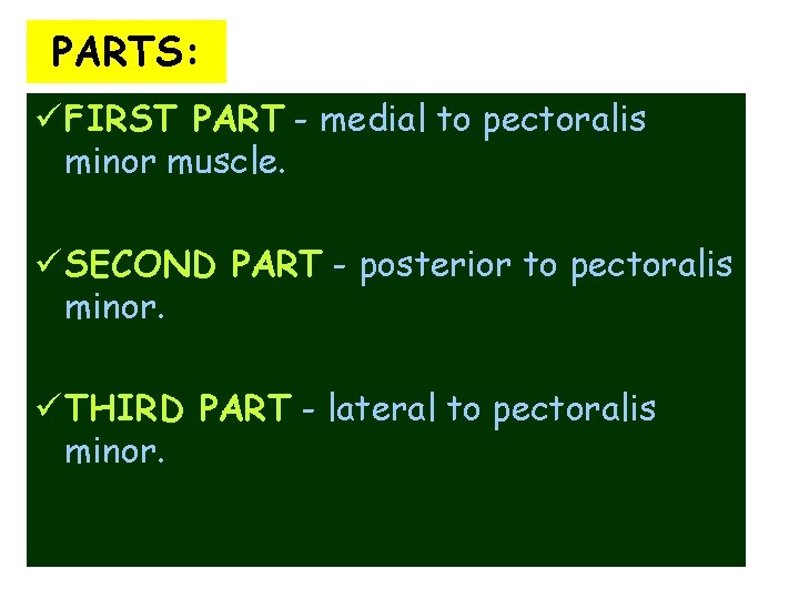 PARTS: ü FIRST PART - medial to pectoralis minor muscle. ü SECOND PART -