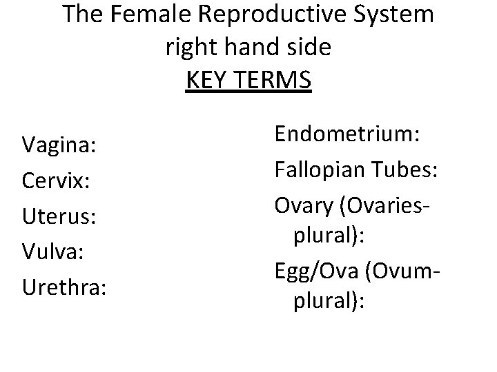 The Female Reproductive System right hand side KEY TERMS Vagina: Cervix: Uterus: Vulva: Urethra: