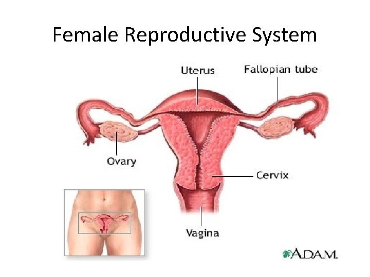 Female Reproductive System 