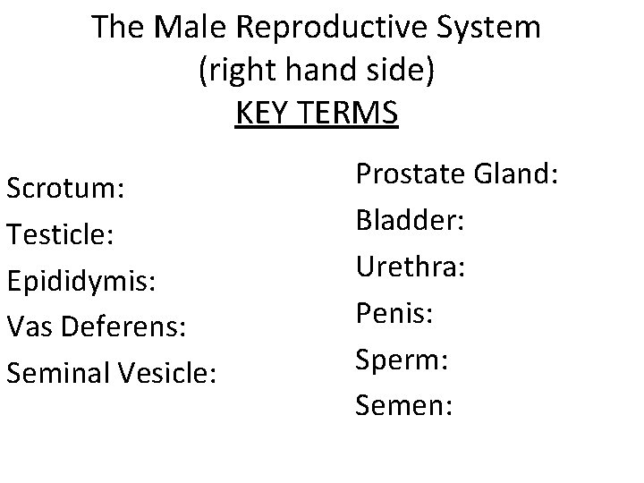 The Male Reproductive System (right hand side) KEY TERMS Scrotum: Testicle: Epididymis: Vas Deferens: