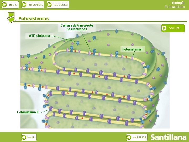 INICIO ESQUEMA Biología El anabolismo RECURSOS Fotosistemas Cadena de transporte de electrones VOLVER ATP-sintetasa