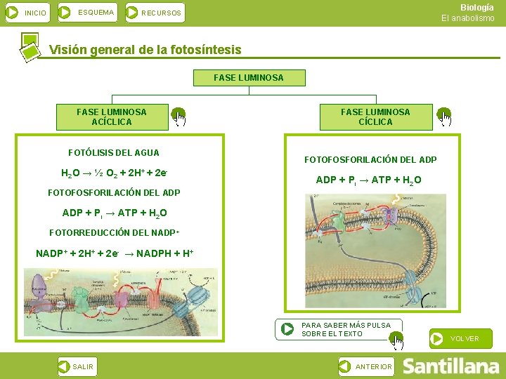 INICIO ESQUEMA Biología El anabolismo RECURSOS Visión general de la fotosíntesis FASE LUMINOSA ACÍCLICA