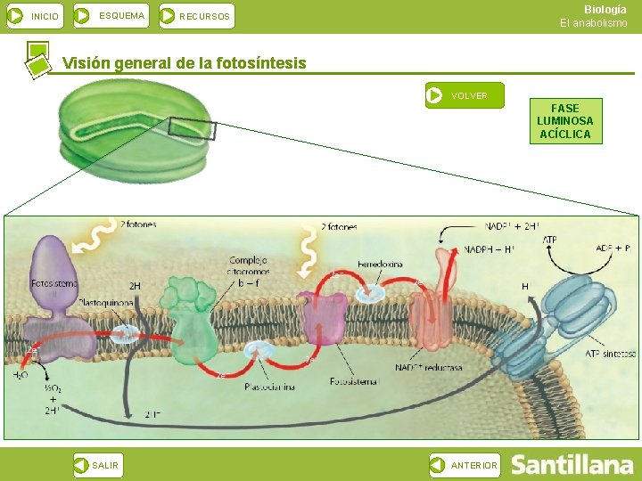 INICIO ESQUEMA Biología El anabolismo RECURSOS Visión general de la fotosíntesis VOLVER FASE LUMINOSA