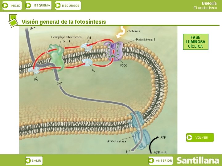 INICIO ESQUEMA Biología El anabolismo RECURSOS Visión general de la fotosíntesis FASE LUMINOSA CÍCLICA