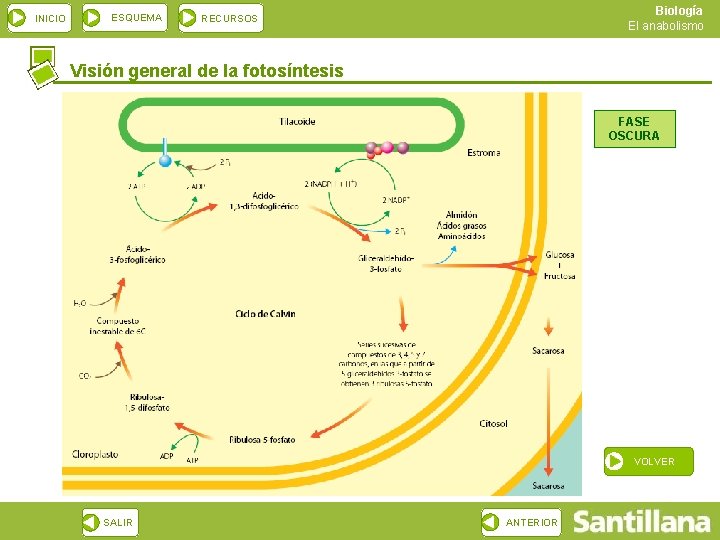 INICIO ESQUEMA Biología El anabolismo RECURSOS Visión general de la fotosíntesis FASE OSCURA VOLVER