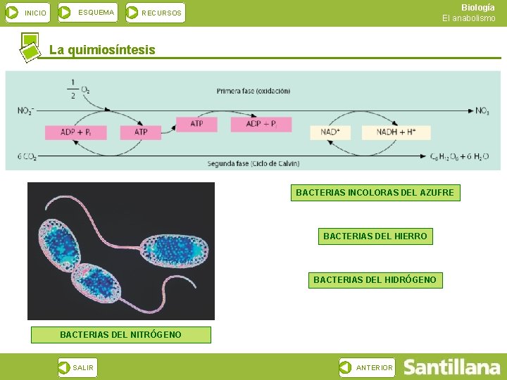 INICIO ESQUEMA Biología El anabolismo RECURSOS La quimiosíntesis BACTERIAS INCOLORAS DEL AZUFRE BACTERIAS DEL