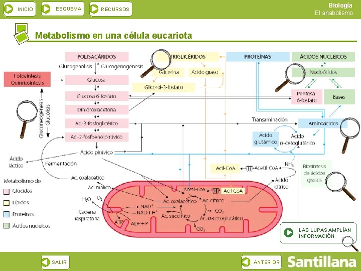 INICIO ESQUEMA Biología El anabolismo RECURSOS Metabolismo en una célula eucariota LAS LUPAS AMPLÍAN