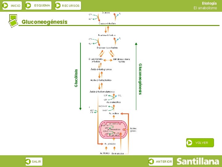 ESQUEMA Biología El anabolismo RECURSOS Gluconeogénesis Glucólisis INICIO VOLVER SALIR ANTERIOR 