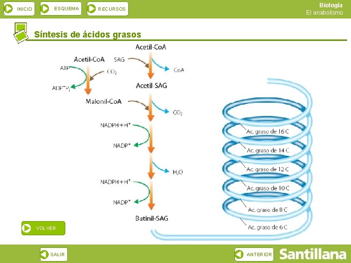 INICIO ESQUEMA Biología El anabolismo RECURSOS Síntesis de ácidos grasos VOLVER SALIR ANTERIOR 